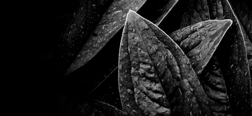 Caso Loewe Arte, fotografía y naturaleza: simbiosis perfecta en la nueva imagen del ‘packaging’ de sus perfumes
