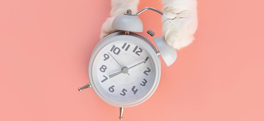 De relojes a gatos: la arquitectura de la organización adaptativa