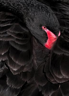 De pronto, comprendimos lo que significaba un cisne negro