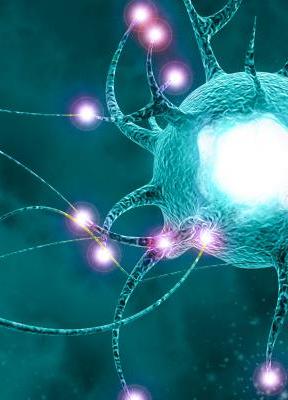 'Quiet Leadership'. La ciencia y la praxis del neuroliderazgo