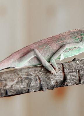 Más allá de los cisnes negros: cómo afrontar los riesgos que preferimos ignorar