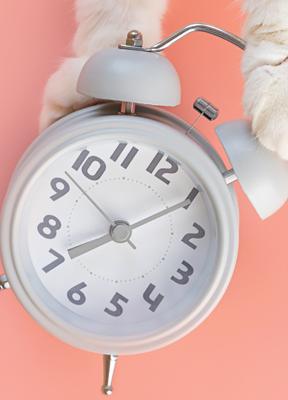 De relojes a gatos: la arquitectura de la organización adaptativa