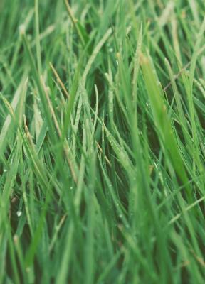 ¿Está dispuesto el consumidor a comprar productos más ecológicos?