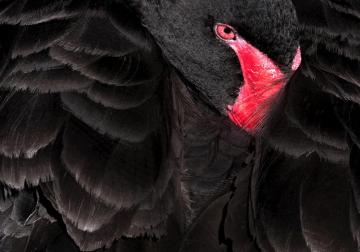 https://www.harvard-deusto.com/sites/default/files/styles/article_normal/public/2020-05/Cisne%20negro%20-%20Segarra.jpg?itok=Pk8rSE2l&x=1755049628