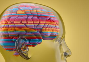 https://www.harvard-deusto.com/sites/default/files/styles/article_normal/public/2022-11/foto-neurociencia.jpg?itok=hgPqXnd1&x=1784731091