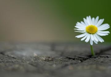 Nuevas formas de trabajar: sobrevivir con un negocio de ventas tradicional en el...