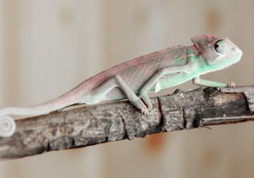 Más allá de los cisnes negros: cómo afrontar los riesgos que preferimos ignor...