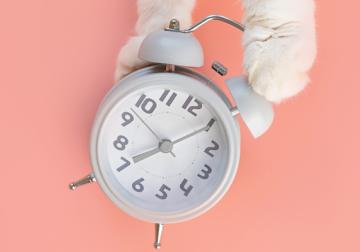 De relojes a gatos: la arquitectura de la organización adaptativa
