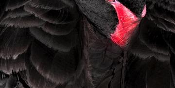 De pronto, comprendimos lo que significaba un cisne negro