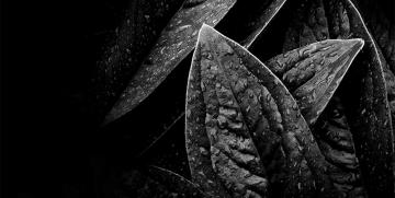 Caso Loewe Arte, fotografía y naturaleza: simbiosis perfecta en la nueva imagen del ‘packaging’ de sus perfumes