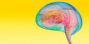 Neurociencia aplicada a la eficacia publicitaria: ¿aliadas perfectas?