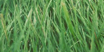 ¿Está dispuesto el consumidor a comprar productos más ecológicos?