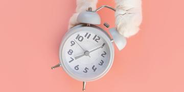 De relojes a gatos: la arquitectura de la organización adaptativa