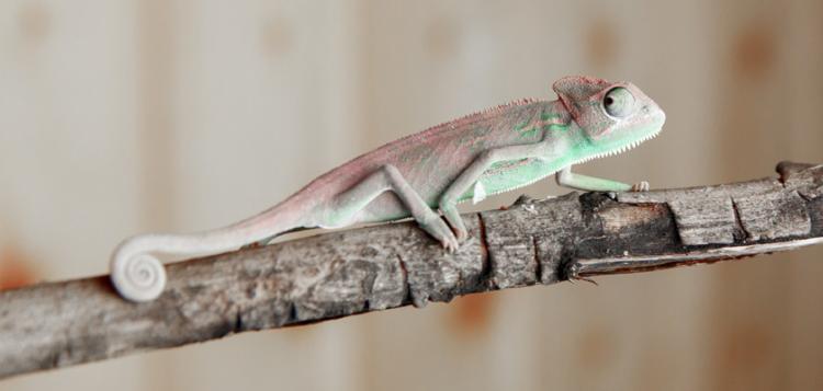 Más allá de los cisnes negros: cómo afrontar los riesgos que preferimos ignorar